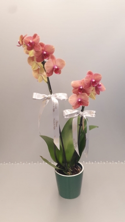 iki dal sarı orkide