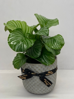 Calathea orbifolia