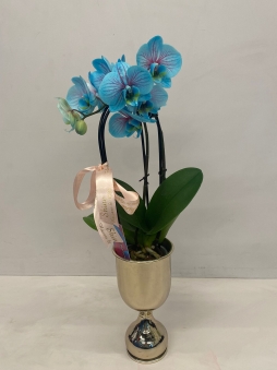 Mavi mix orkide