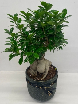 Ortaboy bonzai bitkisi