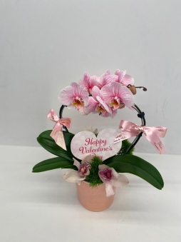 Pembe kalpli orkide