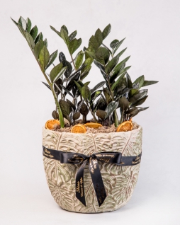 Zamia Siyah Yapraklı