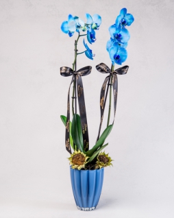Mavi Orkide