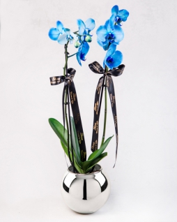 Seramikte Mavi Orkide