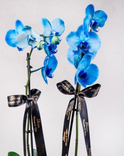 Seramikte Mavi Orkide