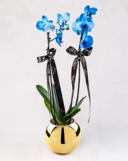 Mavi Orkideler