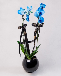 2 Dal Mavi Orkide
