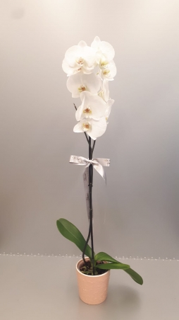 Tek dal beyaz orkide