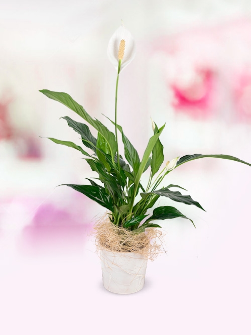 Seramik İçi Spatfilyum Saksı Çiçeği