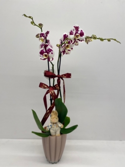 Çift dallı benekli mor orkide
