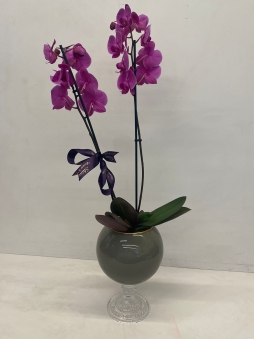 Çiftli mor orkide