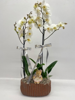 İki adet tek dal orkide